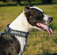 Pitbull Terrier dog collar of nylon with patches