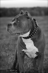 genietetes halsband pitbull