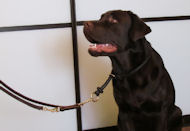 dog leash Labrador