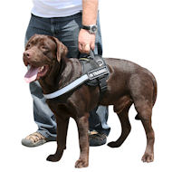 Labrador nylon reflective dog harness buy