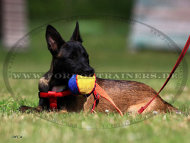 Buntes Beißkissen aus French Linen für Malinois