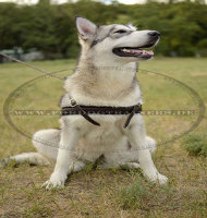 Hundegeschirr Leder für Malamute, K9 Geschirr ❺❺❺