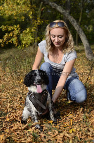 Hundegeschirr aus Leder für Spaniel