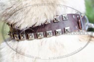 High quality leather dog collar for West Siberian Laika