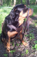 leather harness and leash Rottweiler