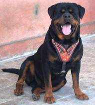 rottweiler harness leather painted
