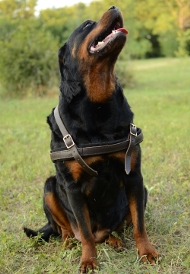 pulling harness leather for rottweiler