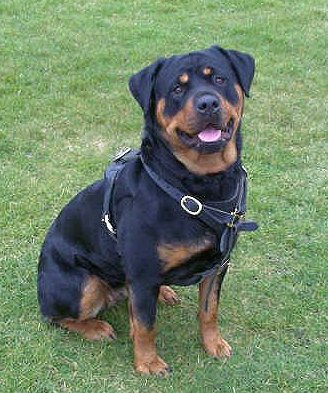 Rottweiler Dog Harness