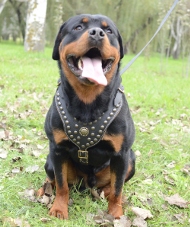 rottweiler harness with chest plate