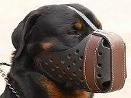 Training Maulkorb für Rottweiler