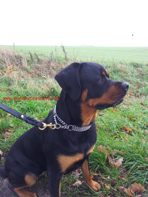 /images/Rottweiler-Leine-Leder_LRG.jpg