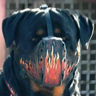 rottweiler maulkorb mit bemalung