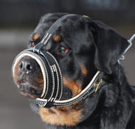 leather muzzle against barking rottweiler