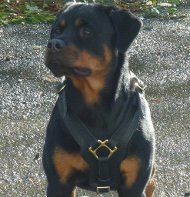 Leather harness for Rottweiler