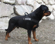 rottweiler nylon Geschirr