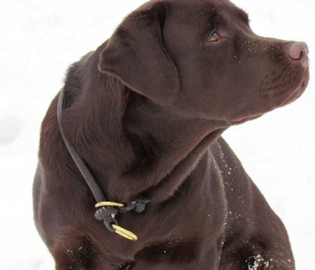 Labrador Halsband aus Leder. Zughalsband