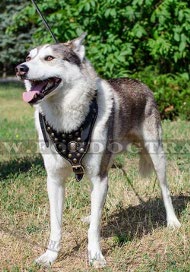 Royal Leather Collar for Laika with Rivets Design