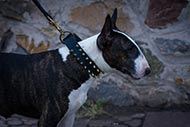 Bull Terrier leather dog collar with spikes design