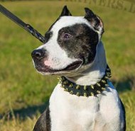 Pitbull Terrier dog collar with spikes studs