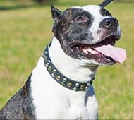 Pitbull Terrier Wide Studded Collar