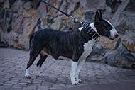Bullterrier leather dog collar with pyramids and spikes