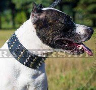 Leather dog collar for American Pitbull Terrier