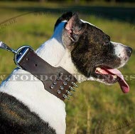 Nieten Halsband mit Nickelspikes für Pitbull Terrier