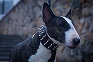 /images/S99-Bull-Terrier-Hundehalsband.jpg