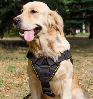 Training Harness for Labrador with Chest Plate | Dog Harness NEW