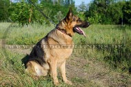 Hundehasband feurig und
einzigartig für Deutschen
Schäferhund