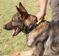 Schäferhund Halsband mit dem Griff und
patentiertem
Verschluss