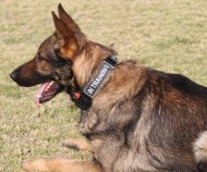 New Nylon German Shepherd Collar with Patches