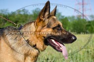 Leather dog collar with spikes and plates for Shepherd