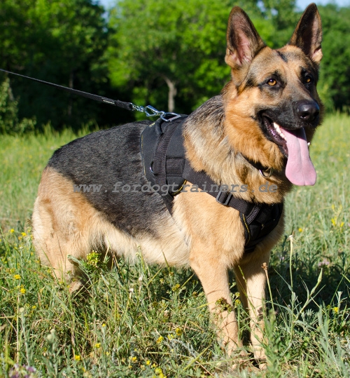 Schutzhund Geschirr Hundeleine