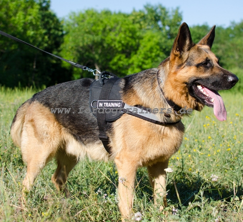 Schutzhund Hundegeschirr Leine