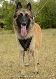 /images/Schutzhund-Hundegeschirr-Tervueren.JPG