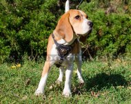 Beagle Royal Hundegeschirr mit Nappa Polsterung Beagle Royal Hundegeschirr mit Nappa Polsterung