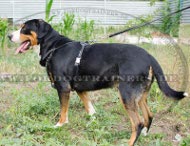 Adjustable Studded Harness Mountain Dog|Dog Harness Leather