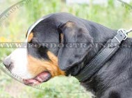 Soft Padded Dog Collar for Swiss Mountain Dog from Leather
