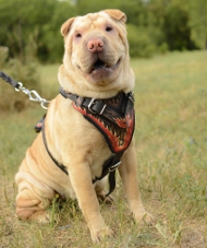 Hundegeschirr K9 Design | Sharpei Geschirr Exklusiv ✲