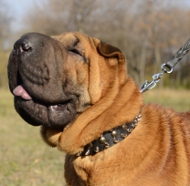 Halsband Leder für Shar-Pei | Lederhalsband Nieten für Hunde