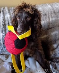 Weicher Hundeball für Spaniel Hund, mit Schlaufen