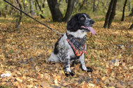 Spaniel handbemaltes Hundegeschirr mit Flammenstil