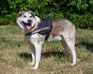 Dog Harness for Siberian Laika | Harness for K9 und Sport