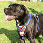 Cane Corso Hetz-,Mantrailing Hundegeschirr aus Leder "USA" Stil