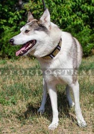 Sensational Leather Collar for Laika with vintage Design