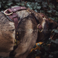 Luxus Brustgeschirr aus Leder für Wolfshund