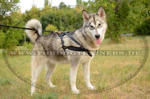 Pulling Harness Husky Tracking Harness Leather