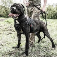 Sport Harness for American Bandog Mastiff Training