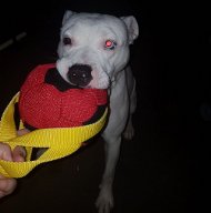 Weicher Beissball für Amstaff